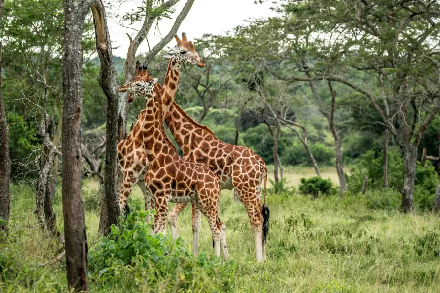 Uganda - žirafy v Lake Mburo NP
