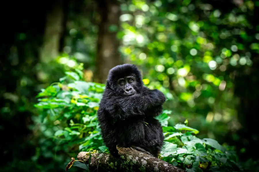 Uganda - Gorilla Trek - Bwindi Impenetrable Forest NP