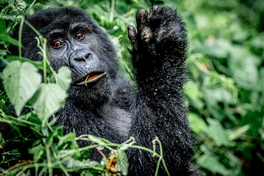 Uganda - Gorilla Trek - Bwindi Impenetrable Forest NP