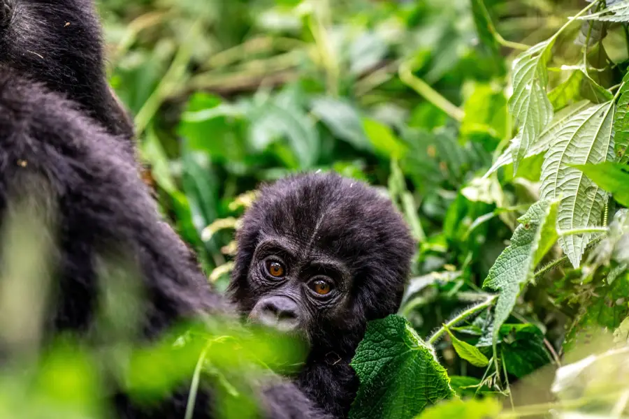 Uganda - Gorilla Trek - Bwindi Impenetrable Forest NP