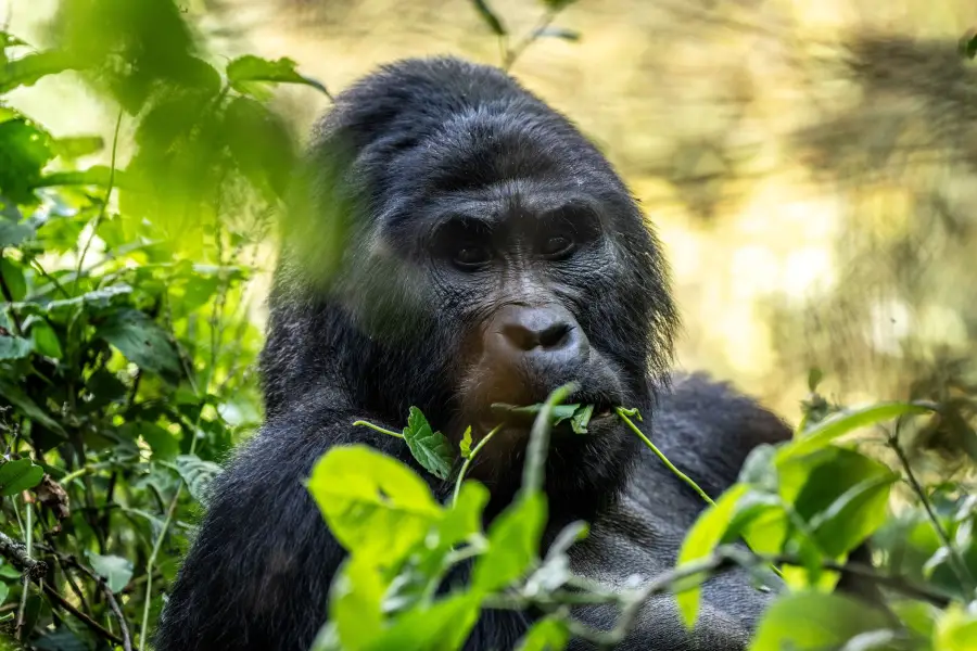 Uganda - Gorilla Trek - Bwindi Impenetrable Forest NP - Silverback