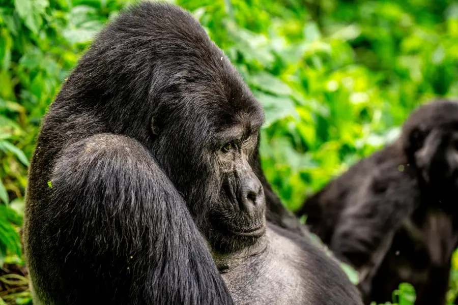 Uganda - Gorilla Trek - Bwindi Impenetrable Forest NP - Silverback