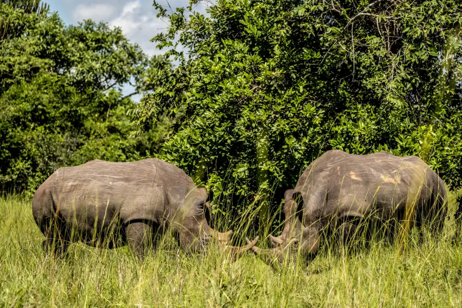 Uganda - Ziwa Rhino Sanctuary