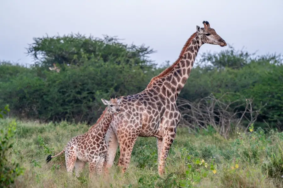 Südafrika