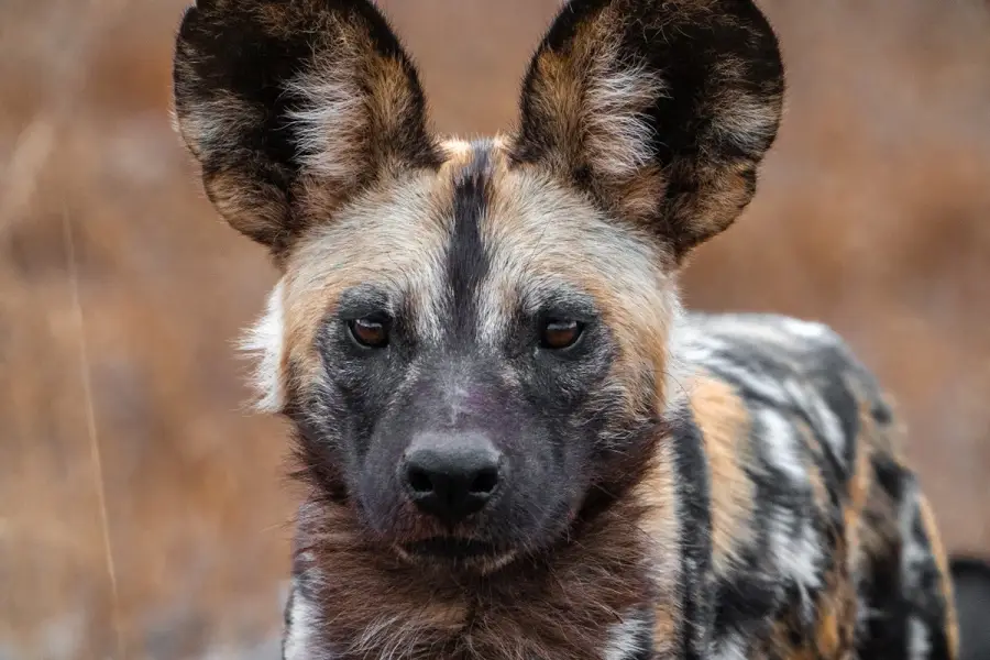 Südafrika