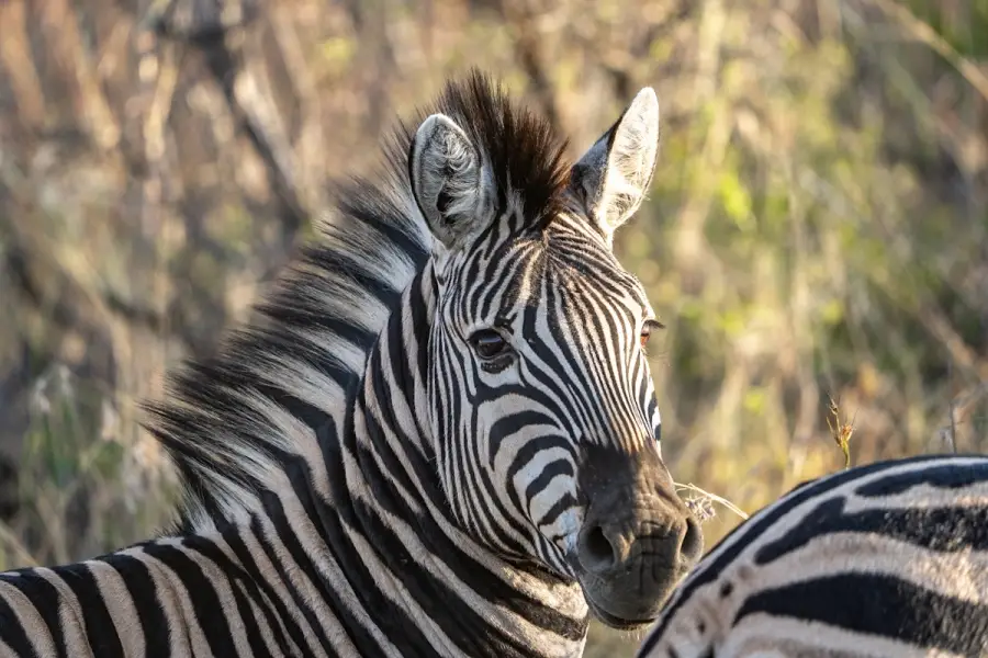 Südafrika