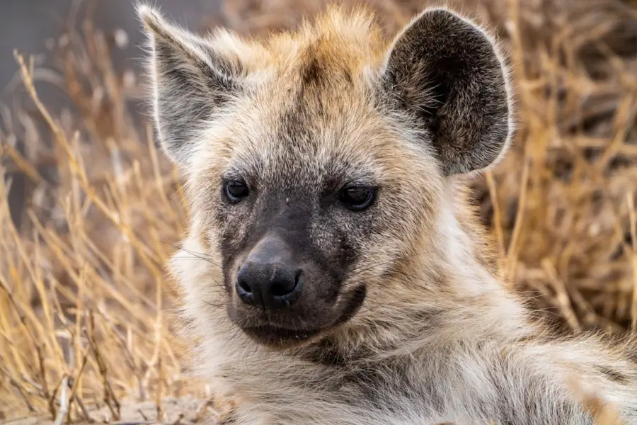 Südafrika