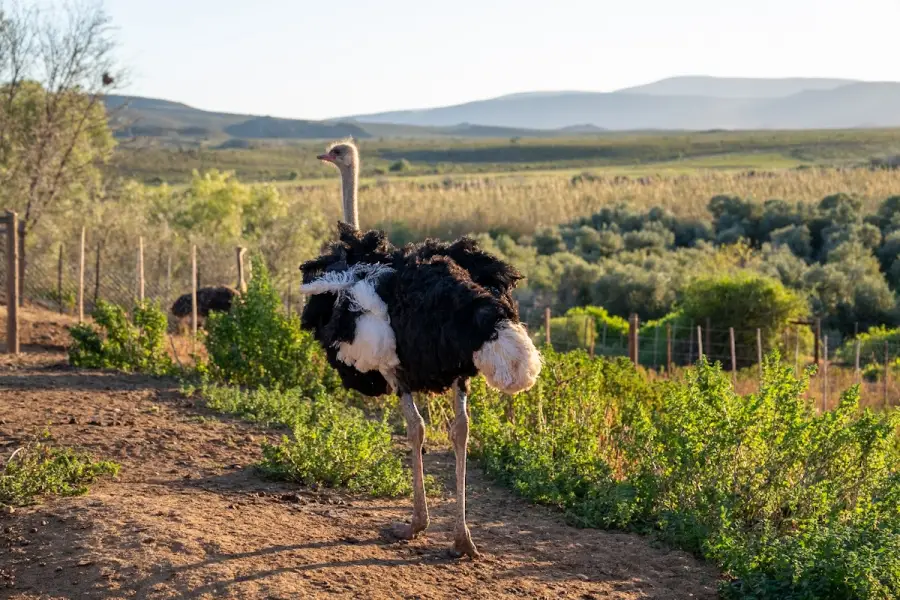 Südafrika