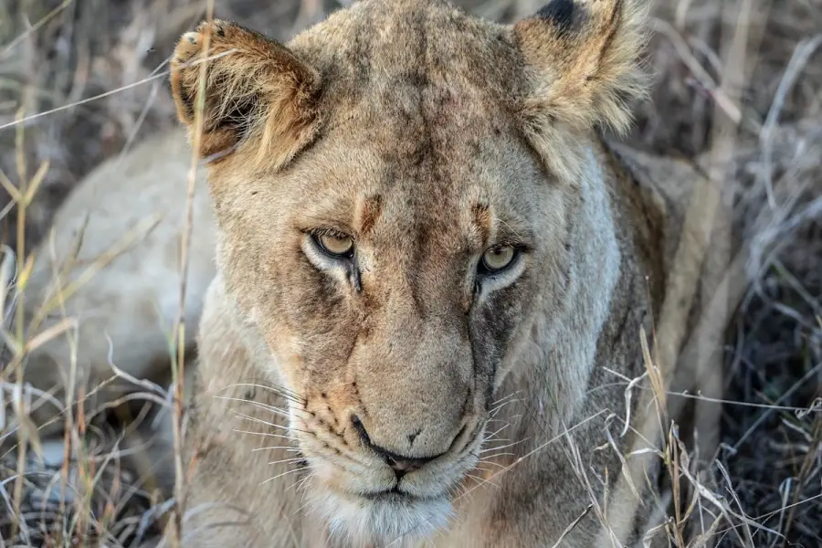 Südafrika
