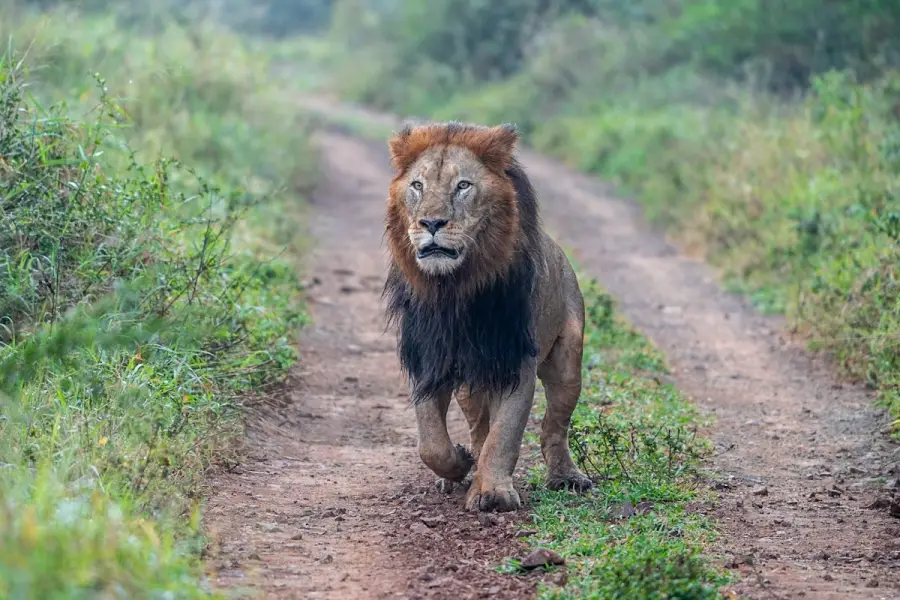 Südafrika