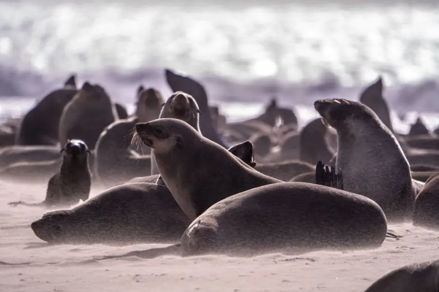 Namibie - Cape Cross Seal Reserve