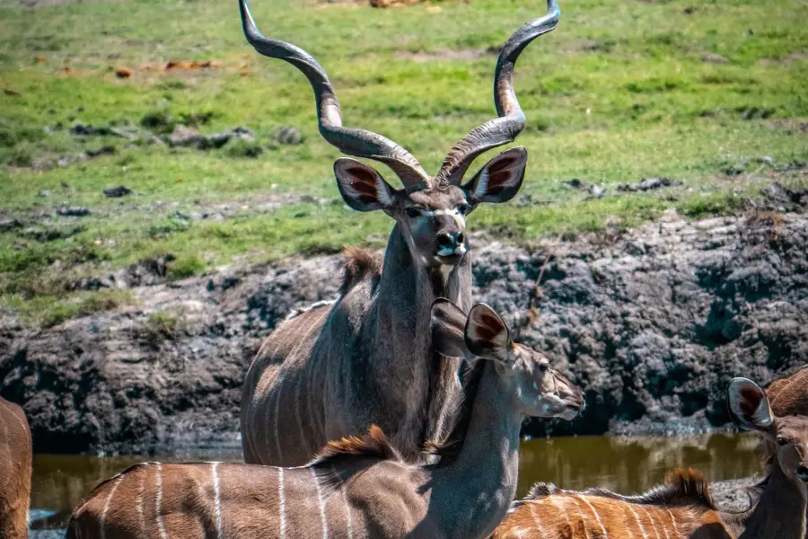 Namibie - Etosha