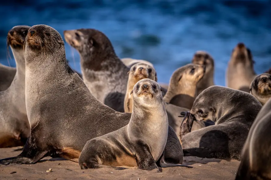 Namibie - Cape Cross Seal Reserve