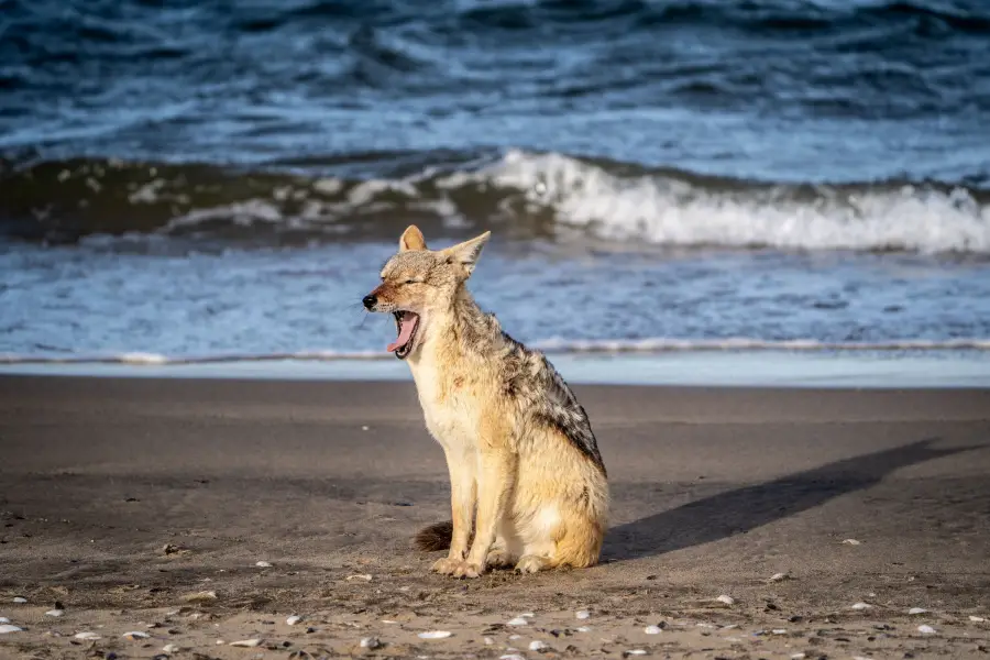 Namibie - Walvis Bay