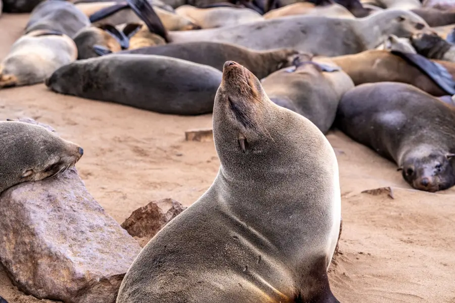 Namibie - Cape Cross Seal Reserve