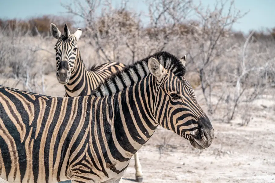 Namibie - Etosha