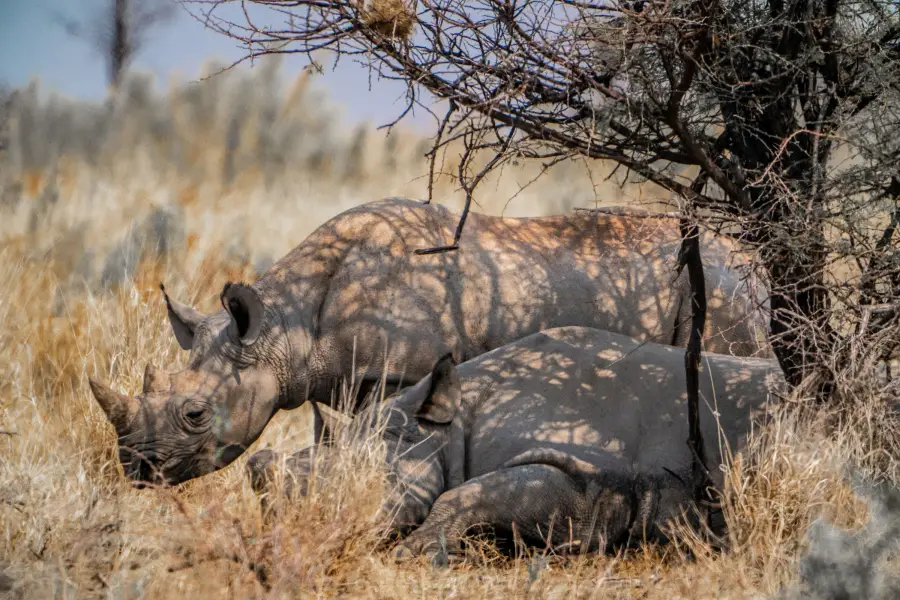 Namibie - Etosha