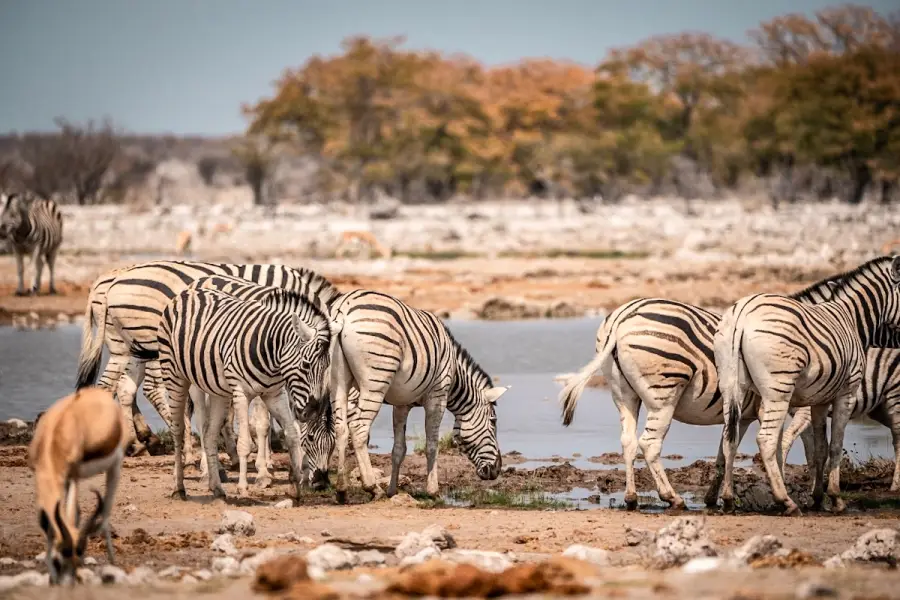 Namibie - Etosha