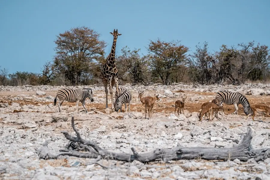 Namibie - Etosha
