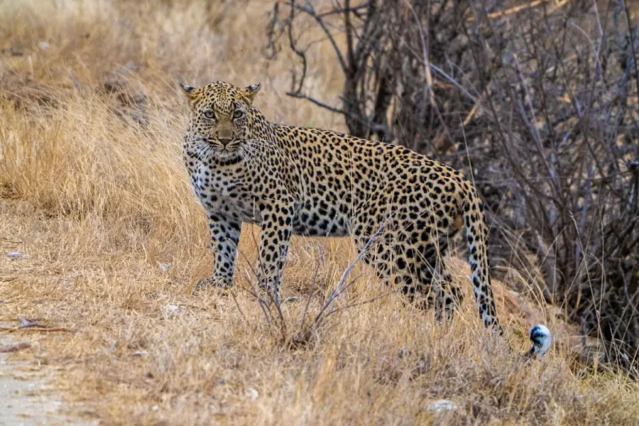 South Africa