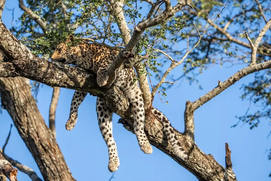 South Africa