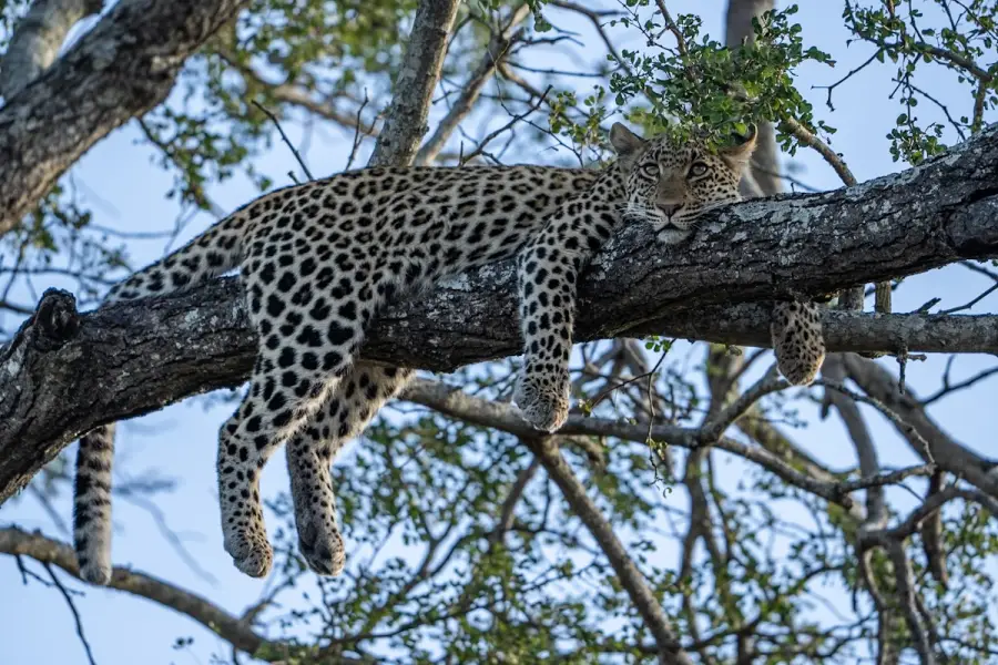 South Africa