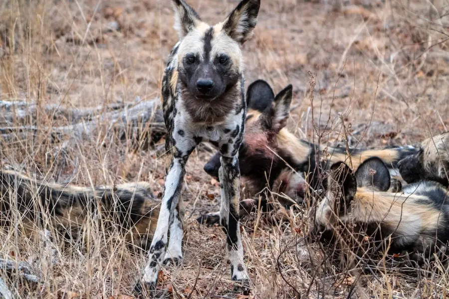 South Africa
