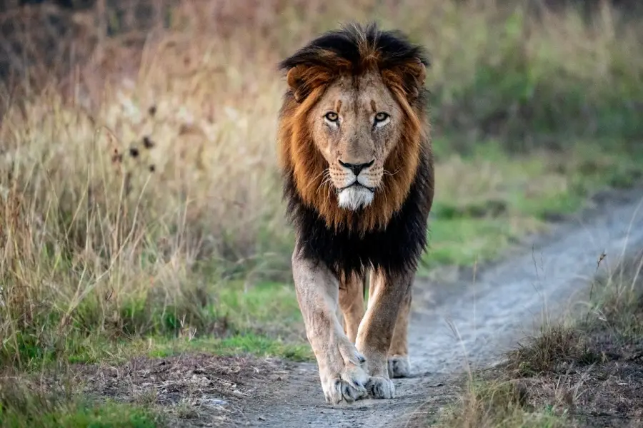 South Africa