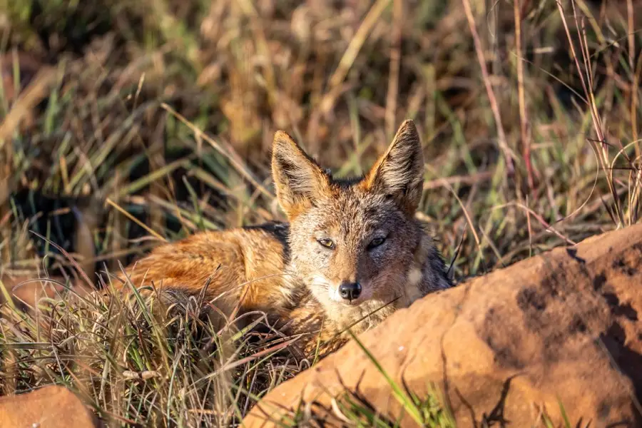 South Africa