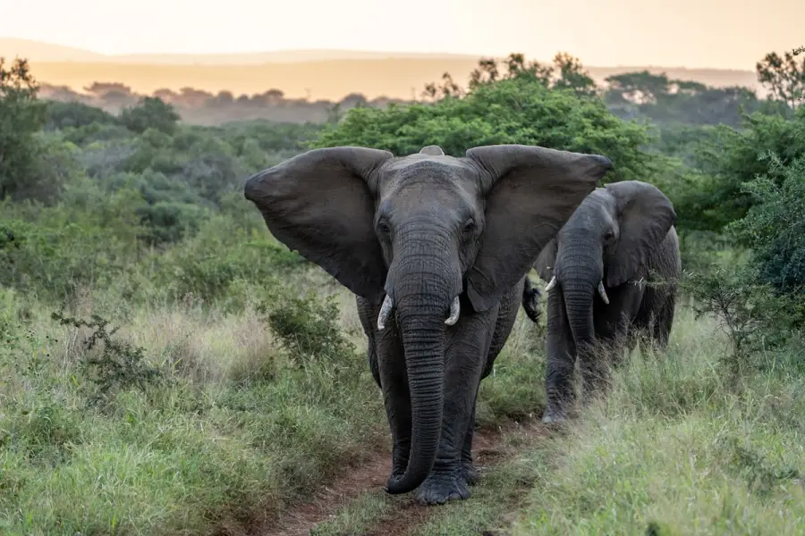 South Africa