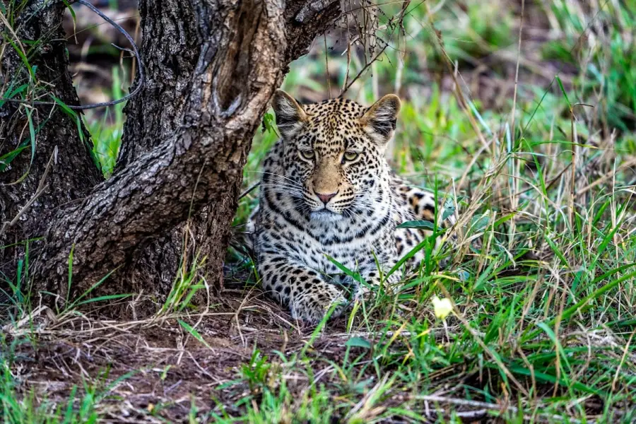 South Africa