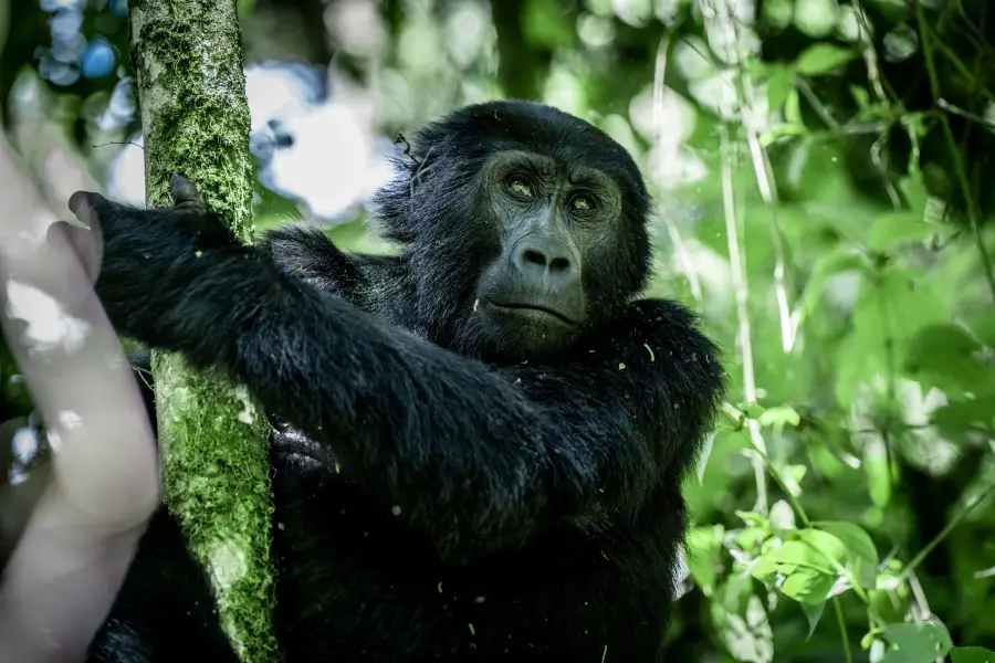 Uganda - Gorilla Trek - Bwindi Impenetrable Forest NP