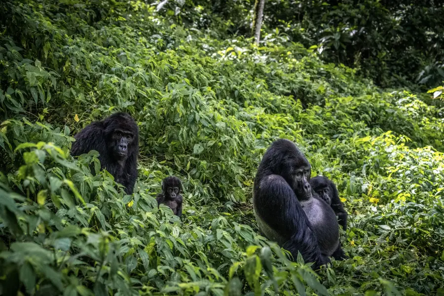 Uganda - Gorilla Trek - Bwindi Impenetrable Forest NP - vpravo Silverback