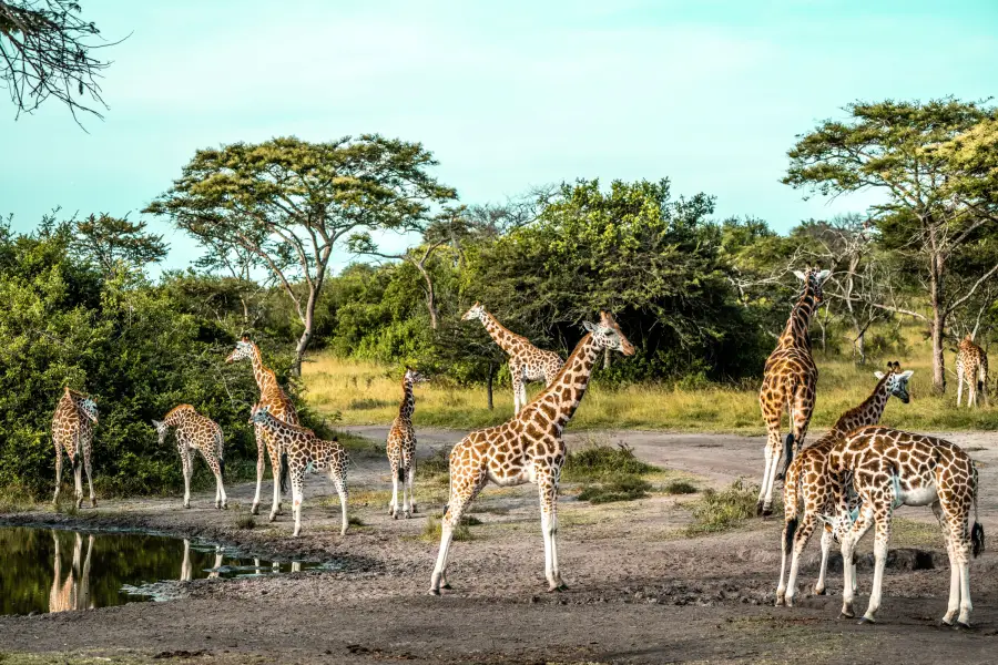 Uganda - žirafy v Lake Mburo NP