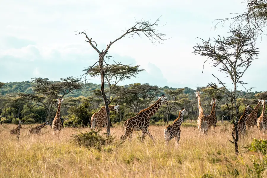 Uganda - žirafy v Lake Mburo NP