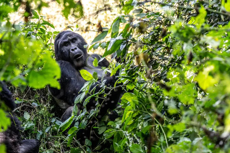 Uganda - Gorilla Trek - Bwindi Impenetrable Forest NP - Silverback