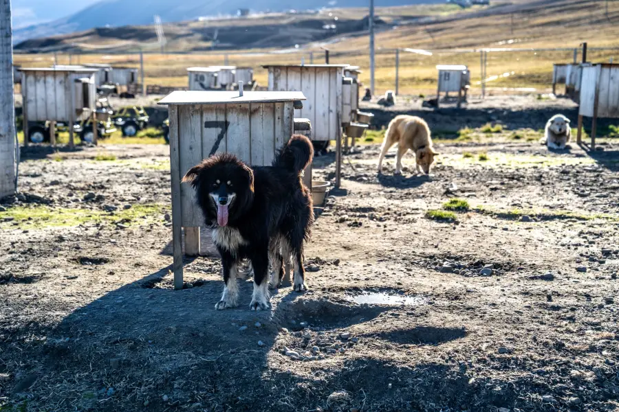 Špicberky  - Husky farma