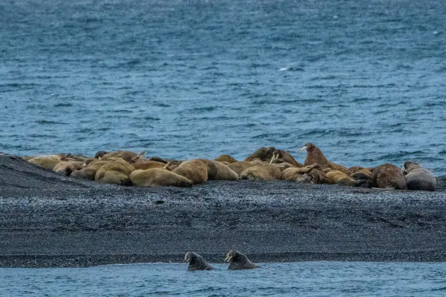 Špicberky  - kolonie mrožů