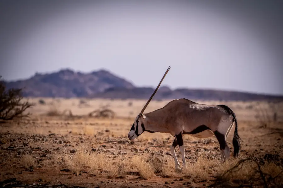 Namibie - poušť Namib