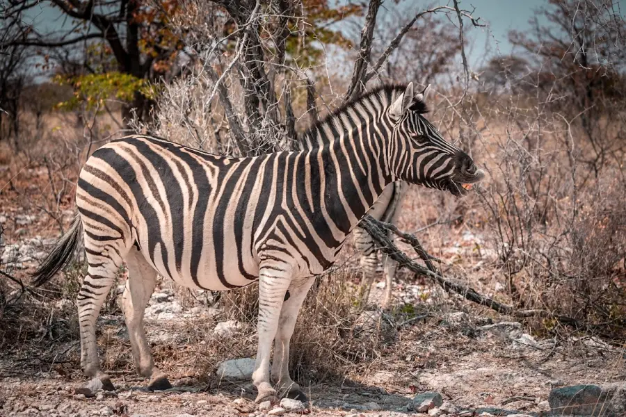 Namibie - Etosha