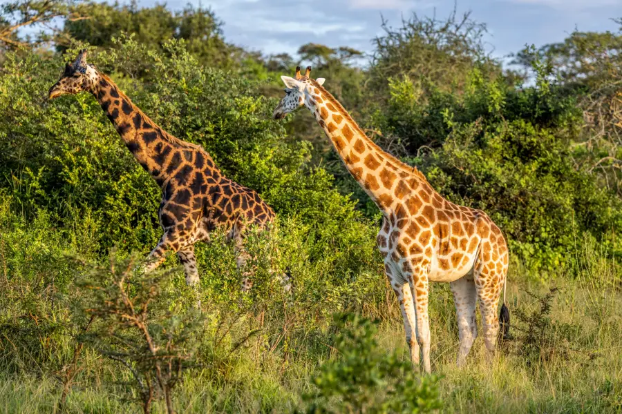 Uganda - žirafy v Lake Mburo NP