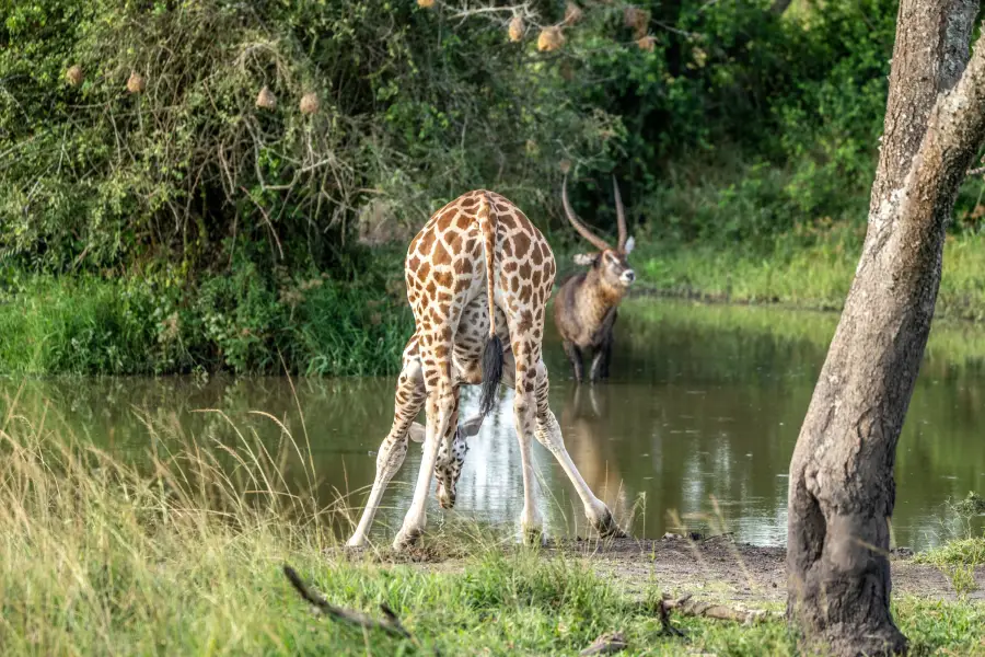Uganda - žirafy v Lake Mburo NP