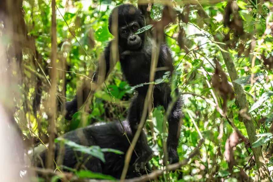Uganda - Gorilla Trek - Bwindi Impenetrable Forest NP
