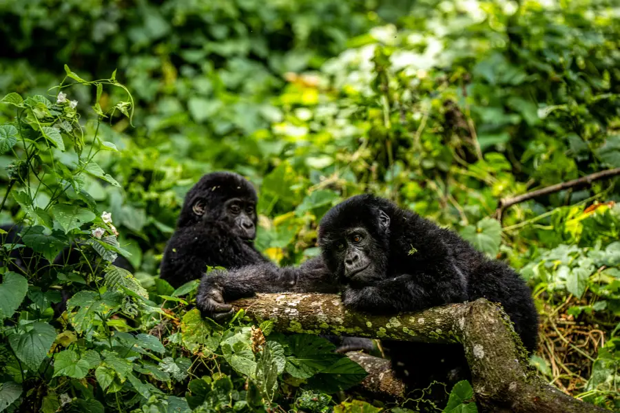 Uganda - Gorilla Trek - Bwindi Impenetrable Forest NP