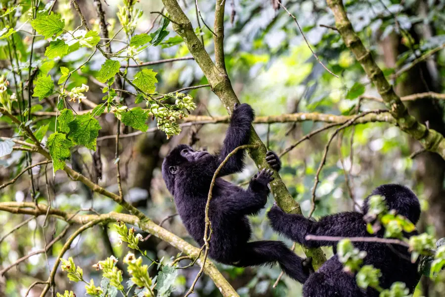 Uganda - Gorilla Trek - Bwindi Impenetrable Forest NP