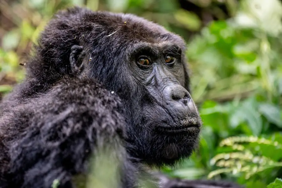 Uganda - Gorilla Trek - Bwindi Impenetrable Forest NP