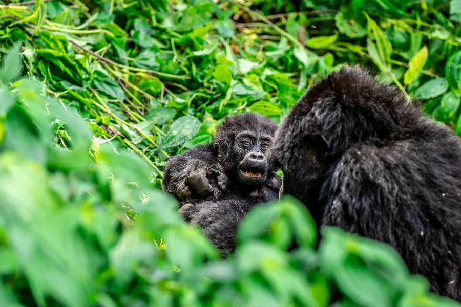 Uganda - Gorilla Trek - Bwindi Impenetrable Forest NP