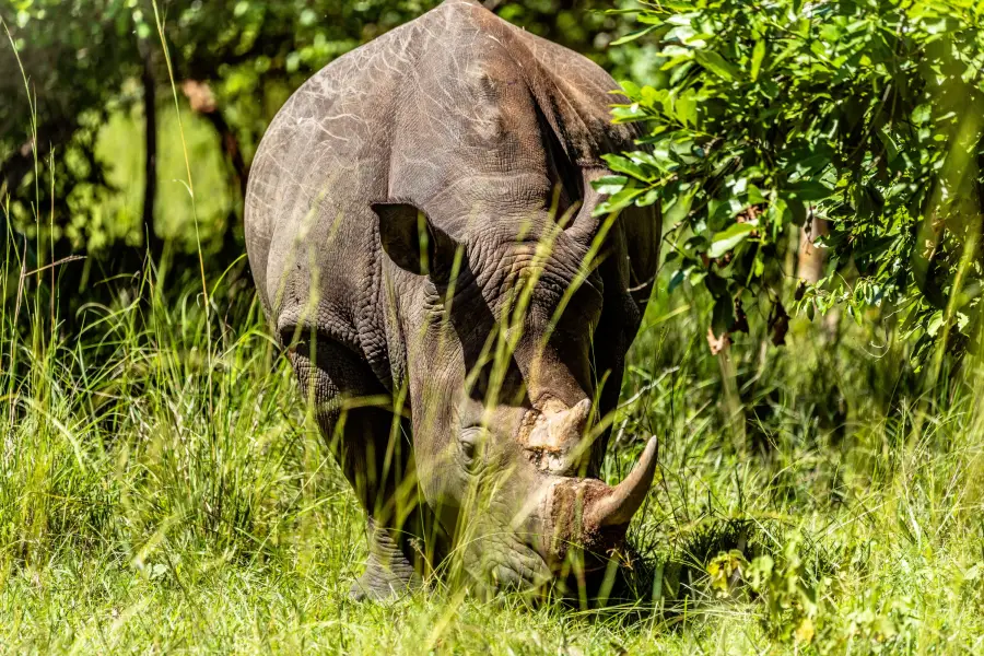 Uganda - Ziwa Rhino Sanctuary