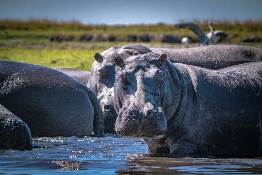 Botswana - Chobe NP