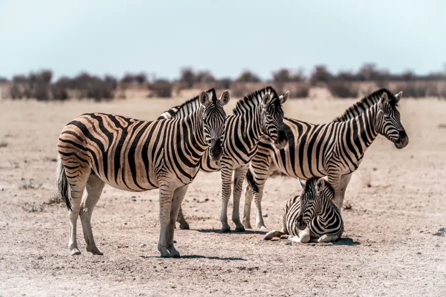 Namibie - Etosha